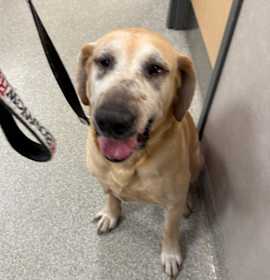 Photo of Golden Years