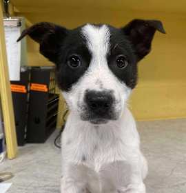 Photo of Slush Puppy