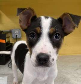 Photo of Howl-iday Cheer