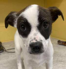 Photo of Fleas Navidad