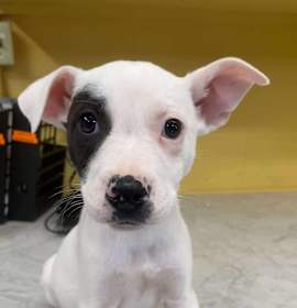 Photo of Pawler Bear