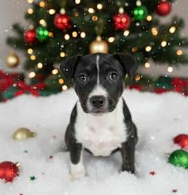 Photo of Alphabet soup