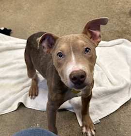 Whoopie Pie 153 photo 2