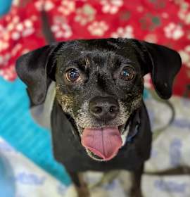 Photo of Countess Amelia Orchidblossom