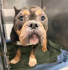 Photo of Reggie ~ Coming Soon!!!