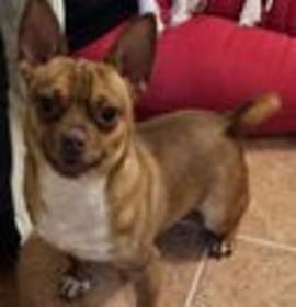 HERCULES-TONS OF FUN photo 2