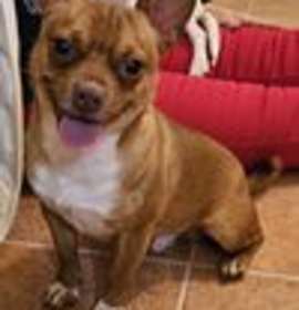 Photo of HERCULES-TONS OF FUN