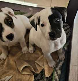 Photo of Anya's Jack Frost