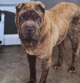 Photo of Rosie (Qiu)