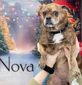 Photo of Nova