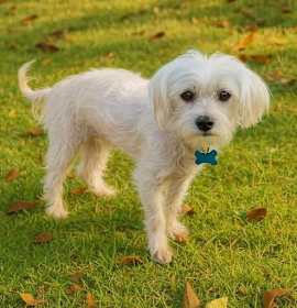 Photo of Whisper Abby