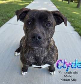 Photo of Clyde