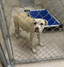 Photo of Rescue/reclaim Only- Emma