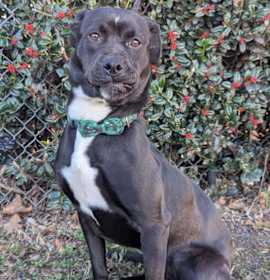 Photo of Door Stopper