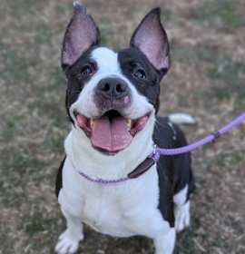 Photo of La Vaca Loca