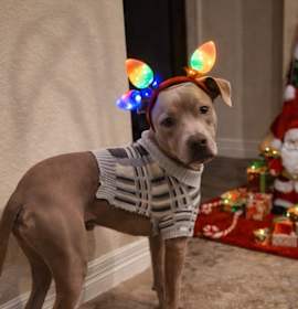 Photo of Peanut aka Little Boy