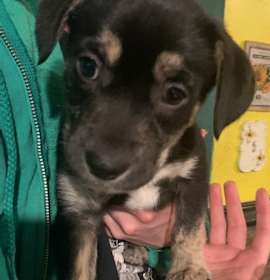 Photo of Puppy Stevie Nicks