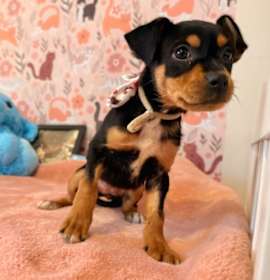 Photo of Jewel Potato