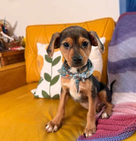 Photo of Yukon Potato