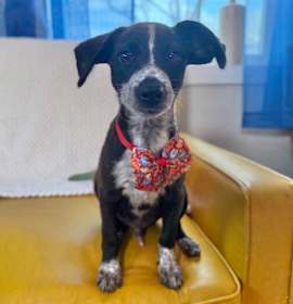 Photo of Mac Thanksgiving