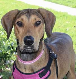 Photo of Molly - PeRFeCtiON!