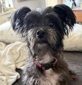 Photo of Liberty York