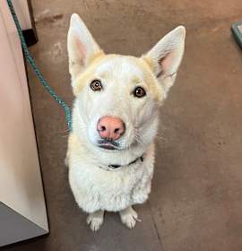 Photo of Gingerbread 