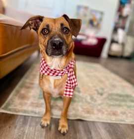 Photo of Mini Miska Cuddle Bug Marshmallow Love