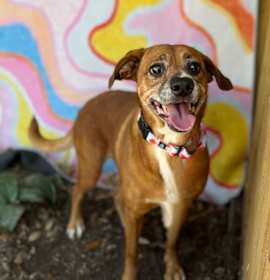 Photo of Lucy Gentle Heart Soft and True