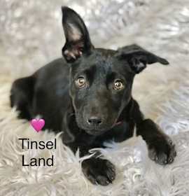 Photo of Tinsel Land