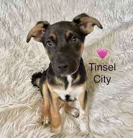 Photo of Tinsel City