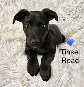 Photo of Tinsel Road