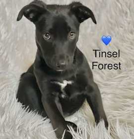 Photo of Tinsel Forest