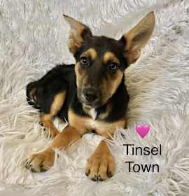 Photo of Tinsel Town