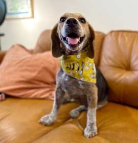 Photo of Breeza Lucky Lady of Love