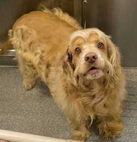 Photo of GINGERBREAD