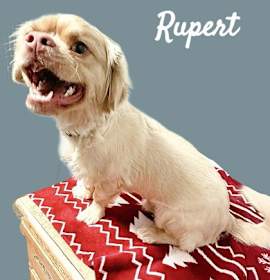 Photo of Rupert