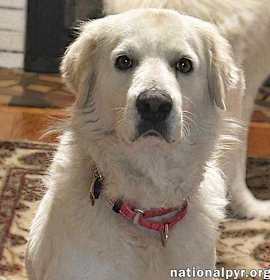 Photo of Coyote in SC - Laid-back, Sweet Gentleman!