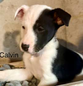 Calvin Countdown photo 2