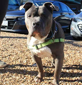 Photo of Rollie Pollie