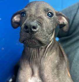 Photo of Opal (Ox5 Pups)