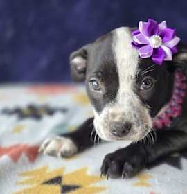 Photo of Molly (Mx3 Litter)