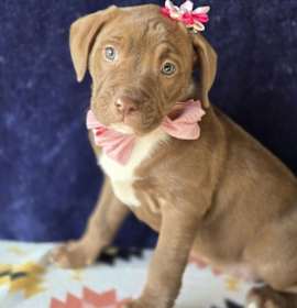 Photo of Milly (Mx3 Litter)