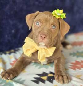 Photo of Maddie (Mx3 Litter)