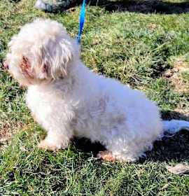 Photo of D128 Litter Olaf