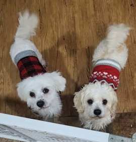 Photo of D128 Litter Nala