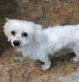 Photo of D128 Litter Bella