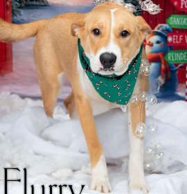 Photo of Flurry 