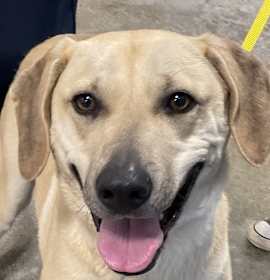 Photo of Jolly KCAC 25-59882