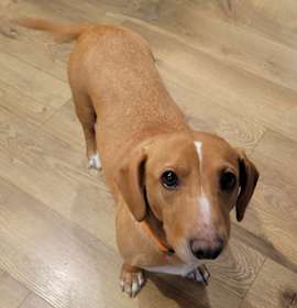 Photo of Lucy *Adoption Pending*